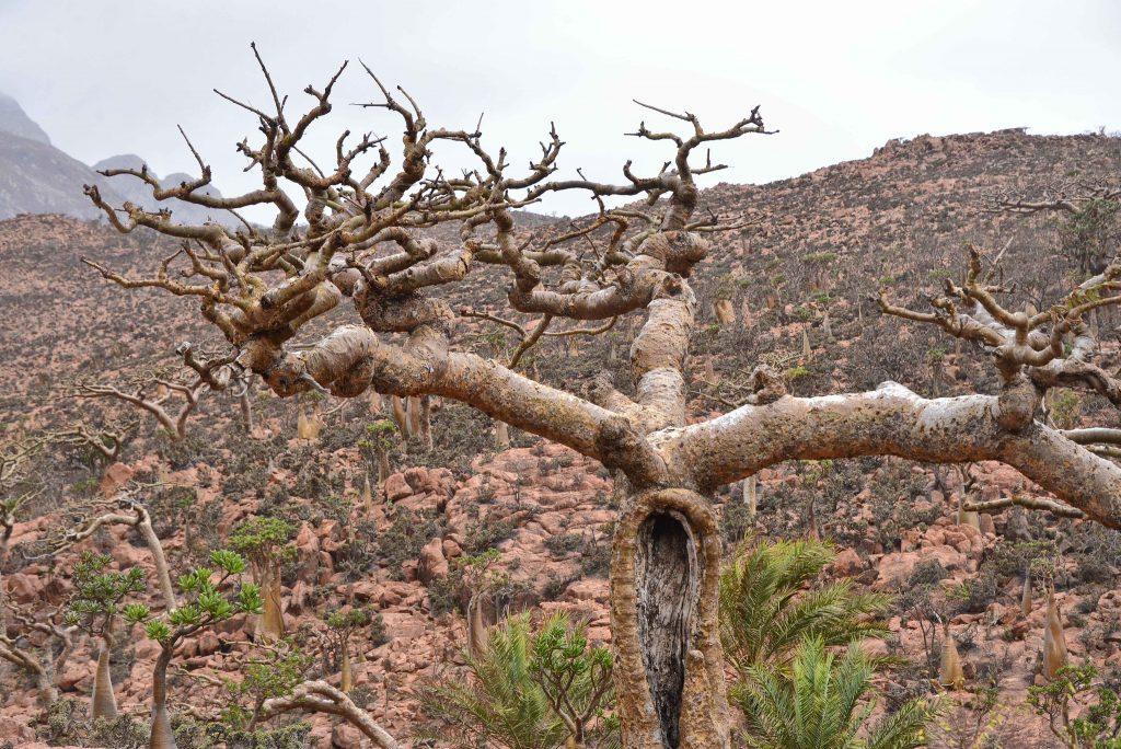 Árbol de incienso en Socotra, Yemen
