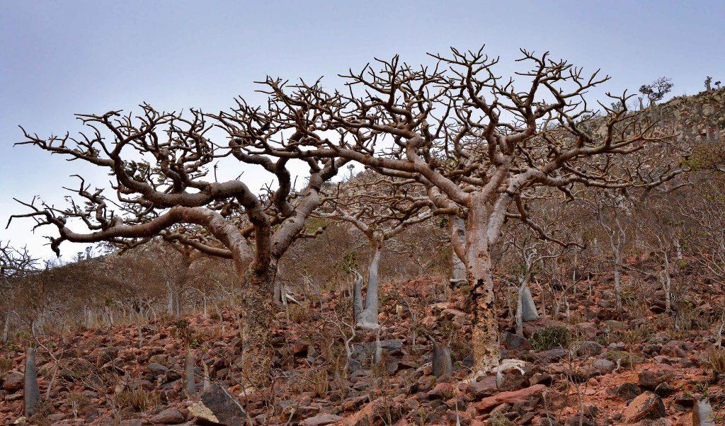 Árboles de Boswellia en Yemen