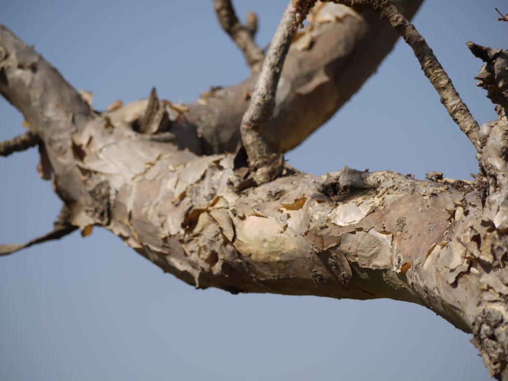 Corteza del árbol de incienso 