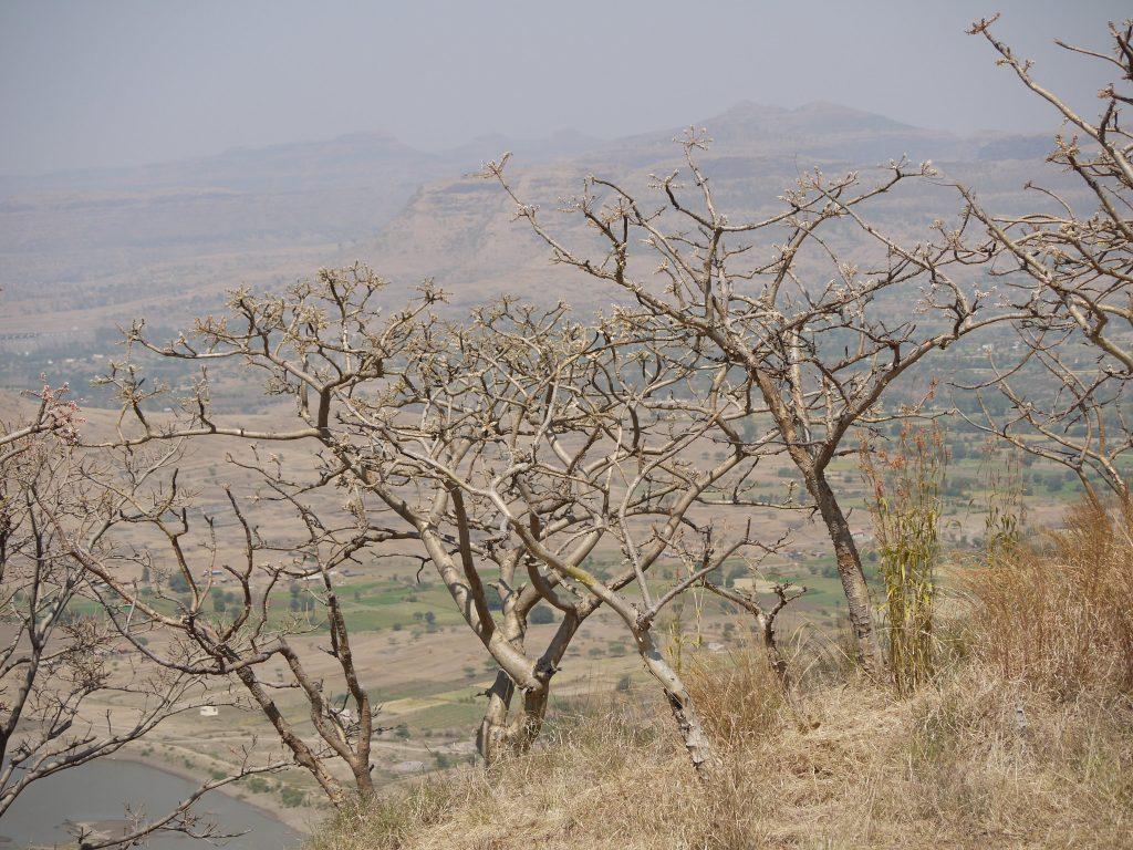 Árboles de Boswellia serrata 