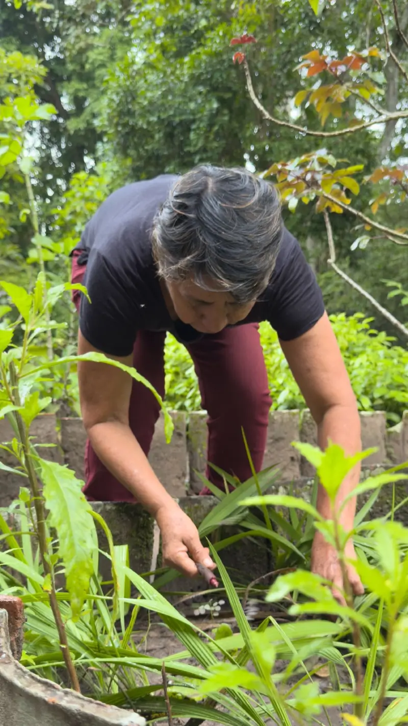 Proveedor peruano recolectando plantas